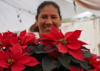 ¿Poinsettia? ¿Nochebuena? La flor que es un símbolo de la Navidad tiene varios nombres
