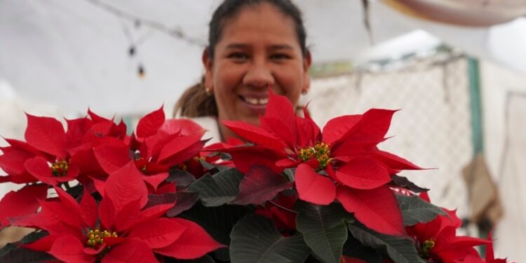 ¿Poinsettia? ¿Nochebuena? La flor que es un símbolo de la Navidad tiene varios nombres