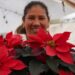¿Poinsettia? ¿Nochebuena? La flor que es un símbolo de la Navidad tiene varios nombres