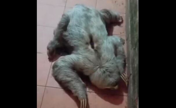 Atendieron a pereza que cayó de un árbol antes de regresarla a un bosque en Caracas (Video)