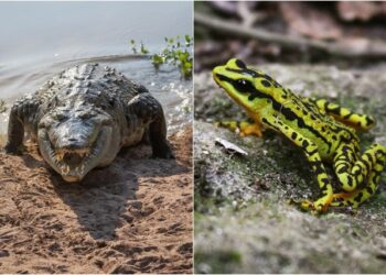 Caimán del Orinoco y sapito arlequín al borde de la extinción en Venezuela: ¿cómo evitarlo?