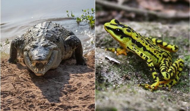 Caimán del Orinoco y sapito arlequín al borde de la extinción en Venezuela: ¿cómo evitarlo?