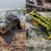 Caimán del Orinoco y sapito arlequín al borde de la extinción en Venezuela: ¿cómo evitarlo?