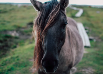 La extraña enfermedad que se propaga en Uruguay y que tiene en alerta a los expertos