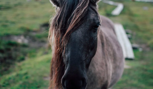 La extraña enfermedad que se propaga en Uruguay y que tiene en alerta a los expertos