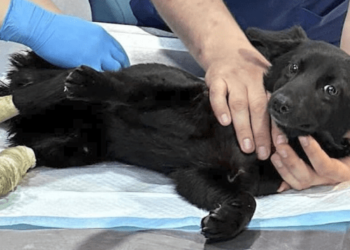 Voluntarios ucranianos arriesgan sus vidas para salvar miles de animales del ecocidio ruso