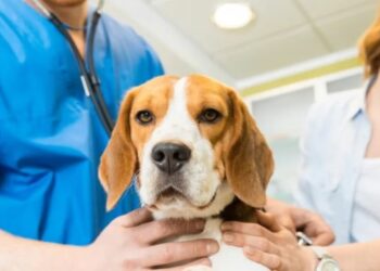 Coprofagia en perros: cuáles son las causas y las mejores formas para prevenirla y tratarla