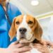 Coprofagia en perros: cuáles son las causas y las mejores formas para prevenirla y tratarla