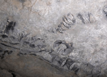 Descubrieron en Cuba esqueleto de un saurio marino con más de 130 millones de años