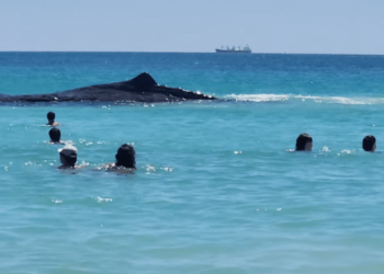 Murió cachalote al entrar a aguas poco profundas llenas de bañistas en Australia (Video)