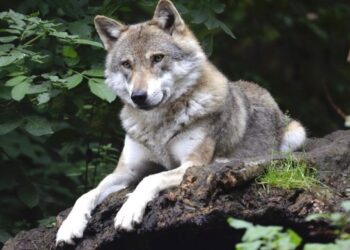 Conmoción en Alabama: Un híbrido de perro y lobo, mascota de la familia, mató a un bebé de tres meses