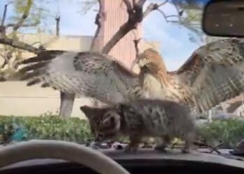 El desesperante video VIRAL del ave y el gato bebé que hiela la sangre en redes 