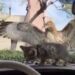 El desesperante video VIRAL del ave y el gato bebé que hiela la sangre en redes