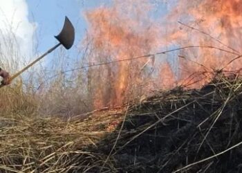A “Large magnitude” forest fire razed 250 hectares of the Henri Pittier National Park in Aragua State