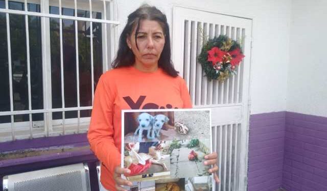 Alertan sobre el incremento de casos de maltrato animal en el norte de Anzoátegui