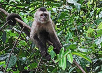 Proteccionistas, preocupados por comercialización de monos capuchinos y araguatos en Anzoátegui