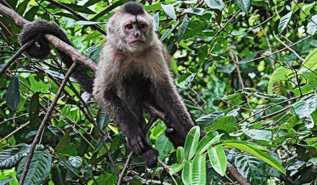 Proteccionistas, preocupados por comercialización de monos capuchinos y araguatos en Anzoátegui
