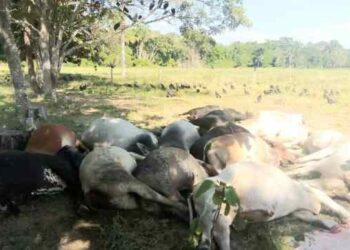 Mueren 25 reses al electrocutarse con una guaya de alta tensión rota en la Reserva de Ticoporo en Barinas