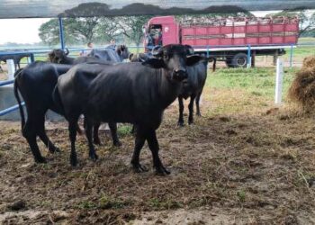 Venezuela’s buffalo breeders aspire to grow in 2024 despite insecurity, lack of fuel and access to credit