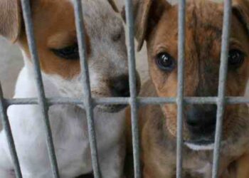 Educar contra el maltrato animal tiene relación con la violencia intrafamiliar, según expertos