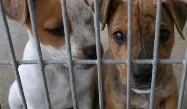 Educar contra el maltrato animal tiene relación con la violencia intrafamiliar, según expertos