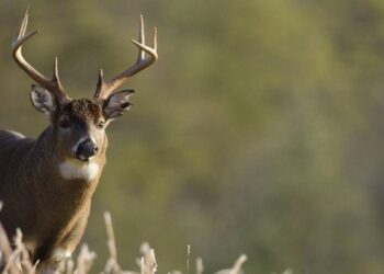 ¿Qué es la “enfermedad del ciervo zombi” y por qué preocupa su propagación?