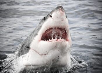 El ataque salvaje de un tiburón llevó a un turista a desangrarse hasta la muerte en una playa de México