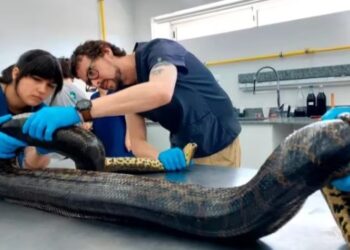 Liberaron en un lugar desconocido de Uruguay a la anaconda más grande encontrada en ese país