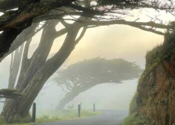 Practicaba senderismo en California y encontró un animal “casi fantasmal” que jamás había visto