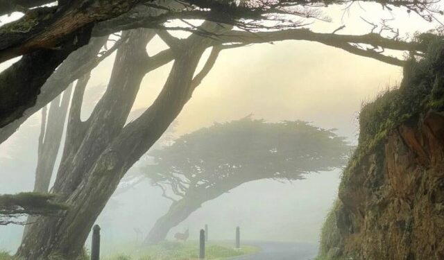 Practicaba senderismo en California y encontró un animal “casi fantasmal” que jamás había visto