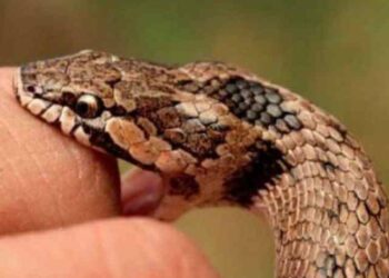 Ruletearon a un niño por varios hospitales en Mérida, en ninguno había suero antiofídico… y ocurrió lo peor