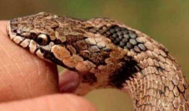 Ruletearon a un niño por varios hospitales en Mérida, en ninguno había suero antiofídico… y ocurrió lo peor