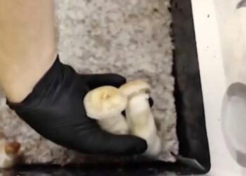 “Voló” alto en Massachusetts: estudiante de secundaria saltó por la ventana después de ingerir “hongos mágicos”