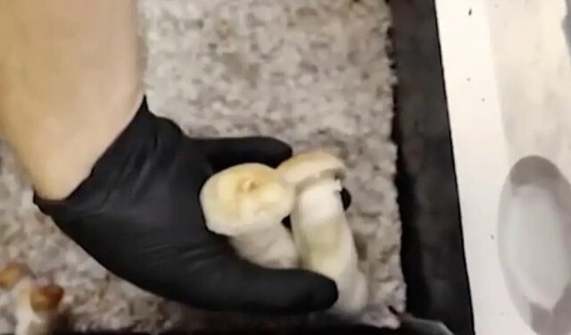 “Voló” alto en Massachusetts: estudiante de secundaria saltó por la ventana después de ingerir “hongos mágicos”