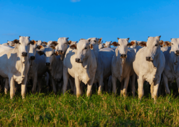 Ranchers in Apure hope that operations against extortion mafias will be frequent