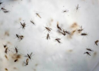 Empresas se asocian para liberar mosquitos antidengue en el Caribe