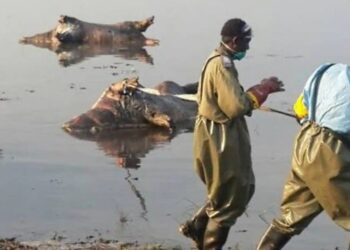 OMS: Brotes de ántrax dejaron más de mil casos y 20 muertes en cinco países de África en 2023