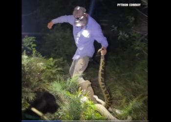 VIDEO: Captan la lucha a muerte entre un cazador y una pitón de tres metros en Florida