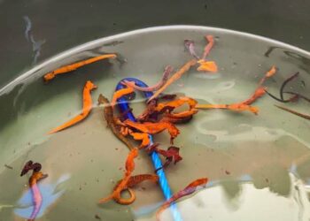 Liberan 500 caballitos de mar para celebrar el 50 aniversario del Parque Nacional Mochima (Video)