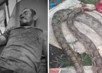 Filipino cuatriboliao’ luchó a muerte contra una pitón de tres metros y acabó con ella… a punta de mordiscos