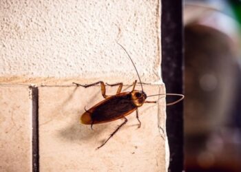 Quiso matar una cucaracha e hizo explotar su departamento por los aires