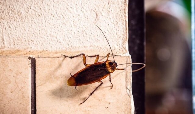 Quiso matar una cucaracha e hizo explotar su departamento por los aires
