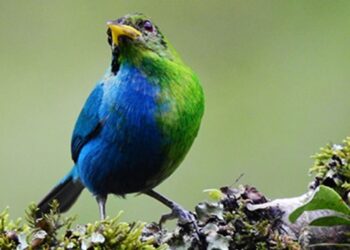 Hallazgo increíble: fotografían en Colombia un pájaro mitad hembra, mitad macho
