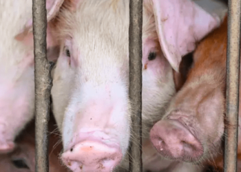 Hong Kong sacrificará 900 cerdos tras el mortal brote de peste porcina