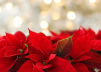 Cómo cuidar una flor de Navidad