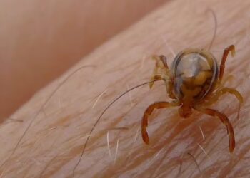 Cuál es la enfermedad que transmiten las garrapatas registrada en México y por qué puso en alerta a EEUU