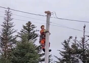 VIDEO salvaje: Gato intrépido da un gran salto desde un poste de electricidad para escapar de su posible héroe