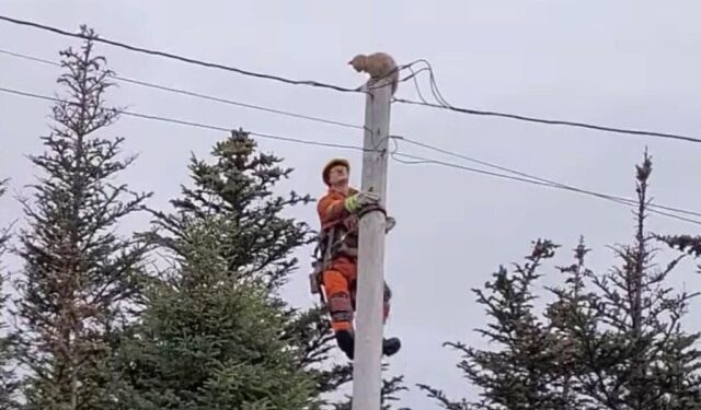 VIDEO salvaje: Gato intrépido da un gran salto desde un poste de electricidad para escapar de su posible héroe