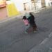 A “bolsazos”, una mujer impidió el secuestro de su hija (VIDEO)