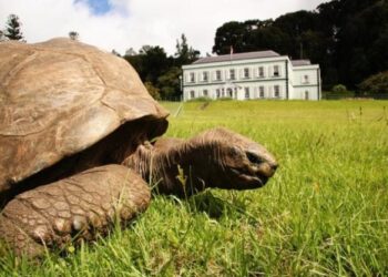 El animal más viejo del mundo celebra su 191 cumpleaños